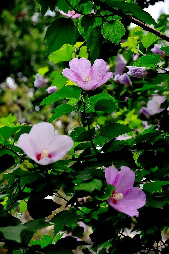 一日一花一诗木槿