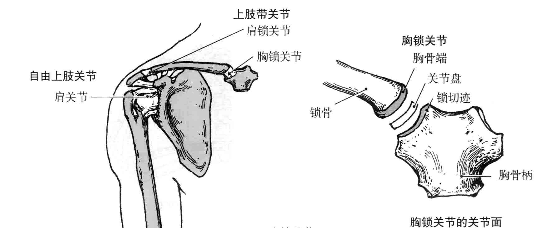 胸锁关节解剖图图片
