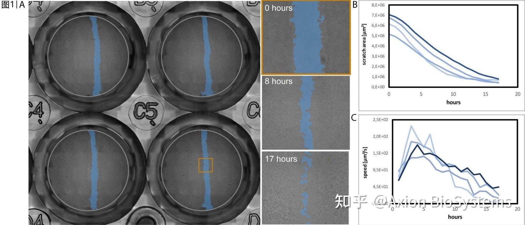 细胞划痕实验结果图图片