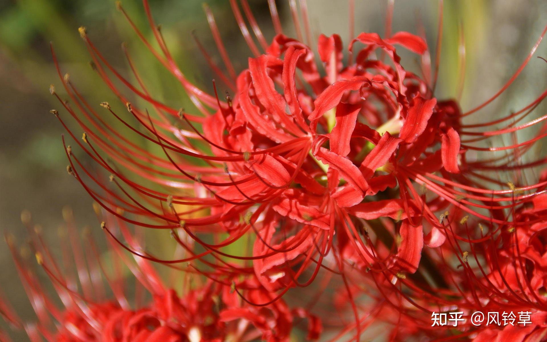 彼岸花在中国的花语是优美纯洁,可是此刻的人们多是将其视为悲伤回忆