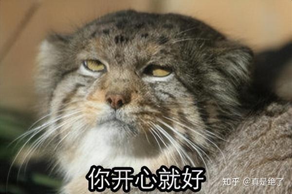 高原三傻之一的兔狲,表面萌翻众人,实则隐藏凶猛一面 - 知乎