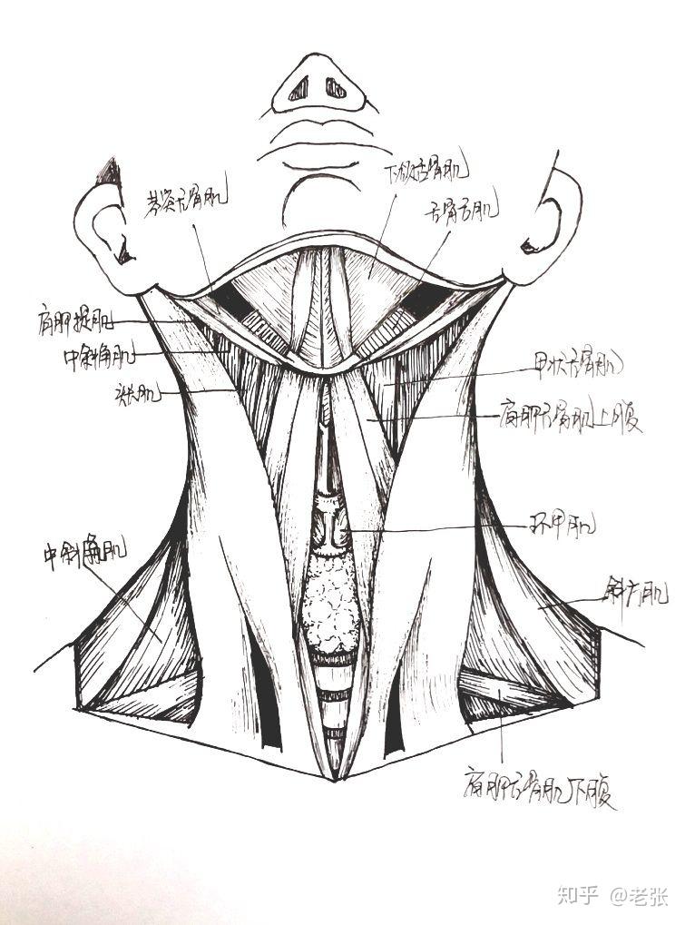 甲状腺解剖图手绘图片