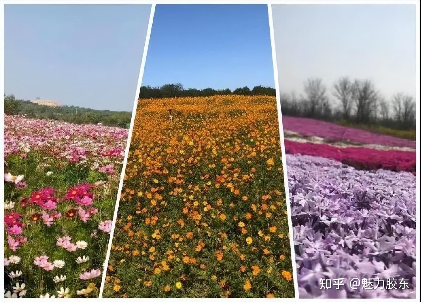 繁花似海三合山文王山森林公园▼沃憩蓝莓主题公园▼三合山风景01现在