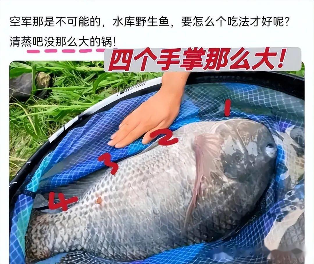 罗非全面入侵!宁波男子钓起巨型罗非鱼,引发当地钓友关注