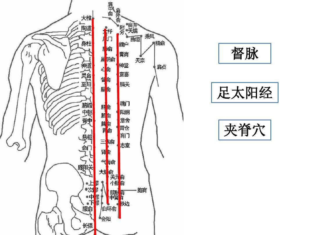 人龙骨——人体脊柱全息图(高清)_脊椎