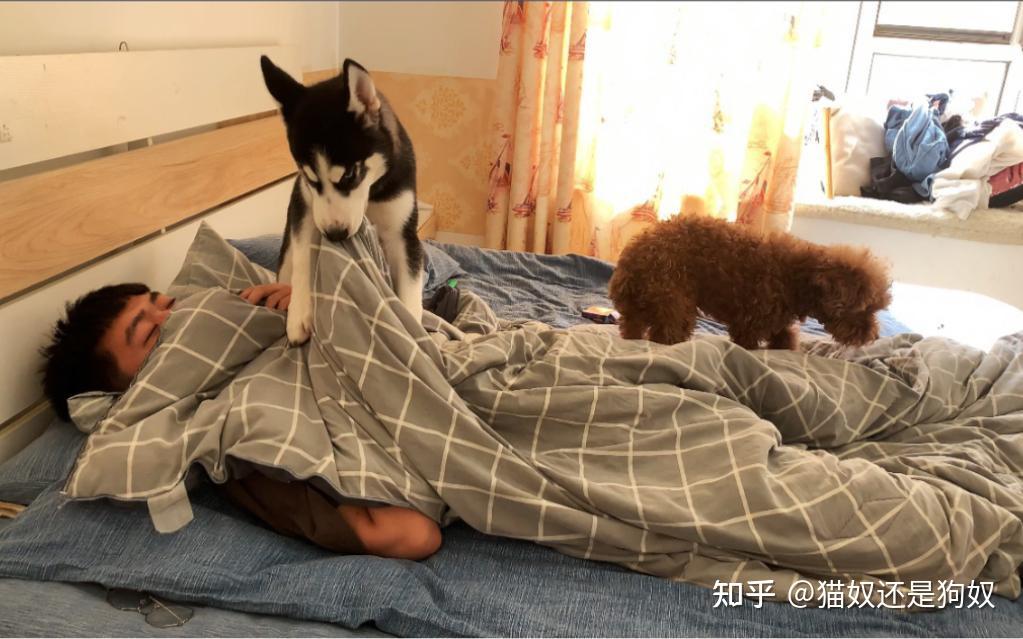 “养猫人”和“养狗人”,过的是不一样的人生 - 知乎