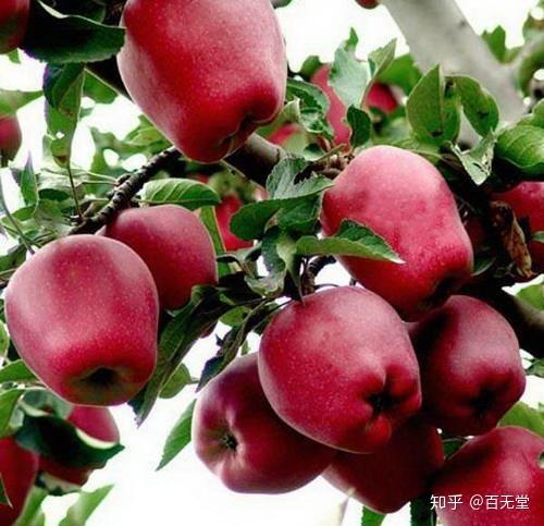 世界上到底有多少水果 v2-4292e4c91a5066a3ca27ecfe4c4d6055_r.jpg