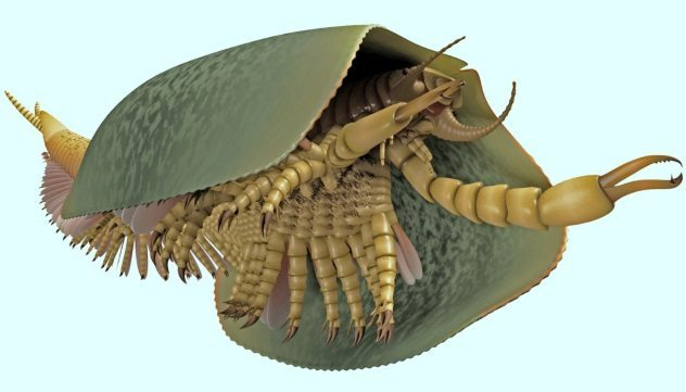 欧巴宾海蝎(opabiniid)