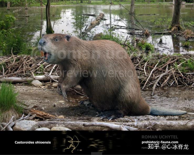 畸鸟(teratorns)畸鸟(teratorns)是一种可能已经