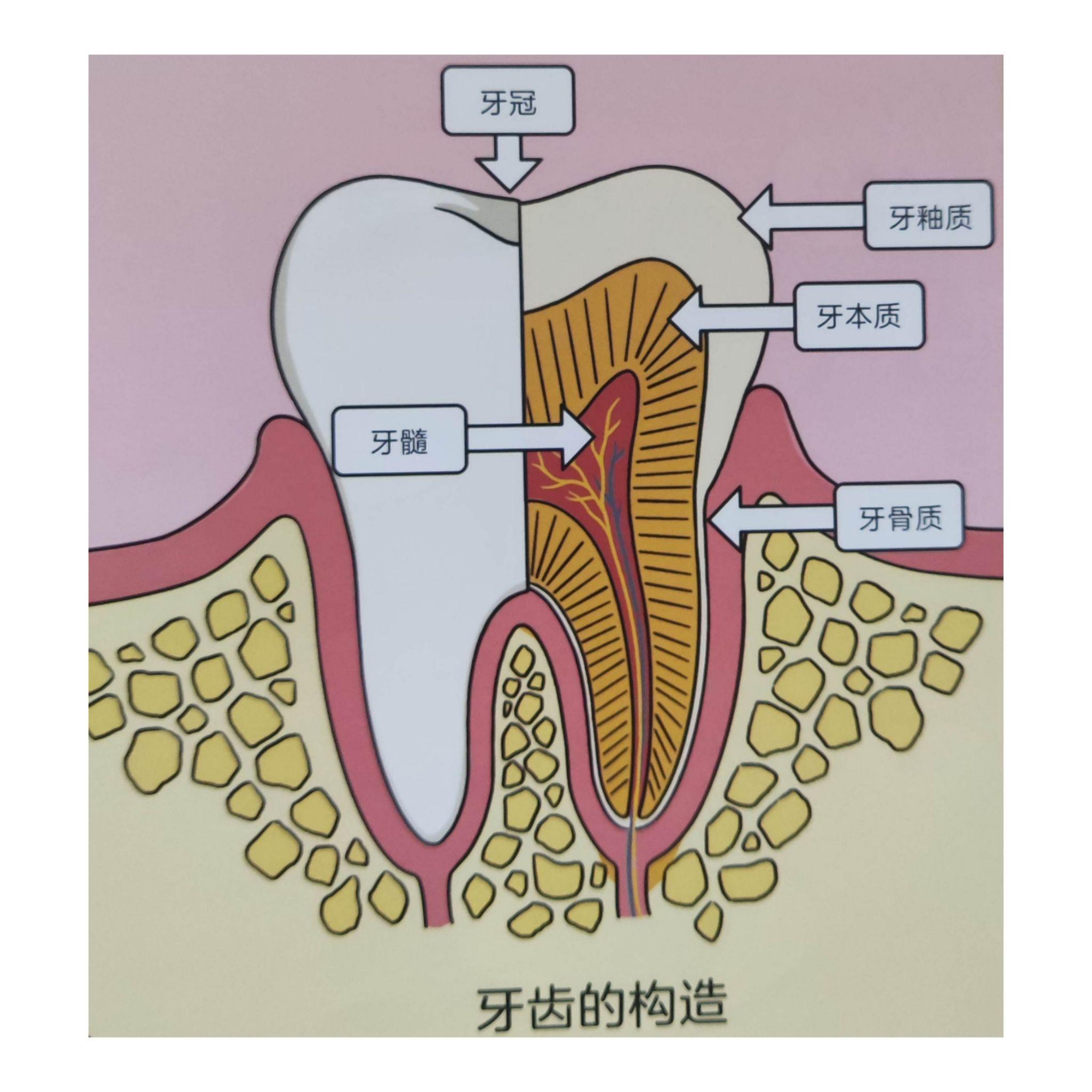 儿童牙齿生长可以分为萌芽期,乳牙期,换牙期和恒牙期这4个主要阶段.