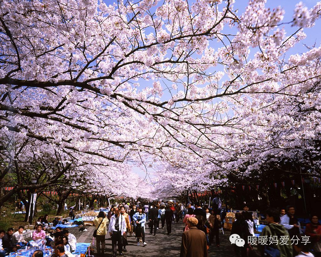 (樱花季的上野公园也是人满为患)筑地市场:这个地方其实也不适合专门