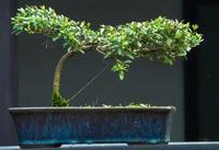 盆景价格要是高起来 连卖家自己都害怕 知乎