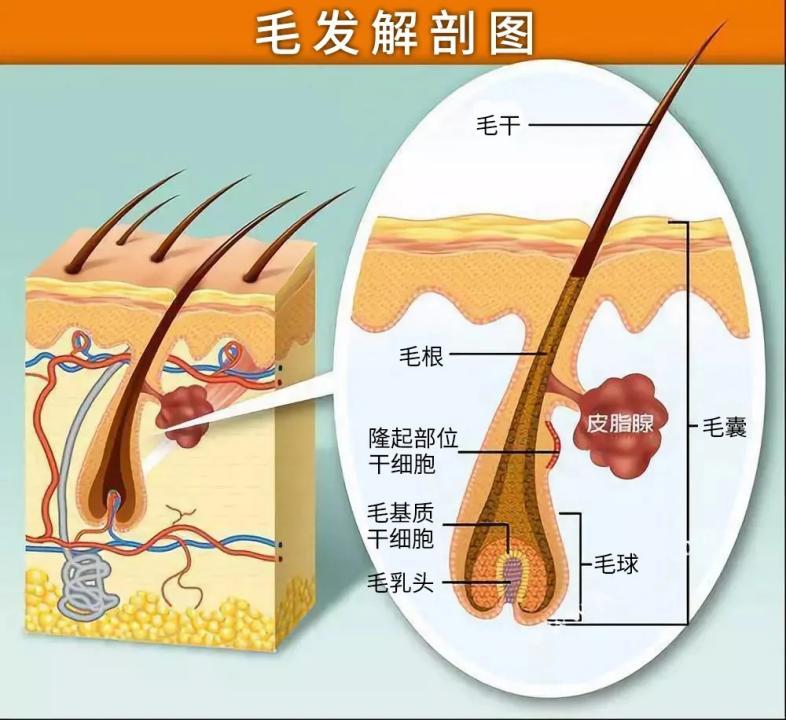 头发毛囊大小图片