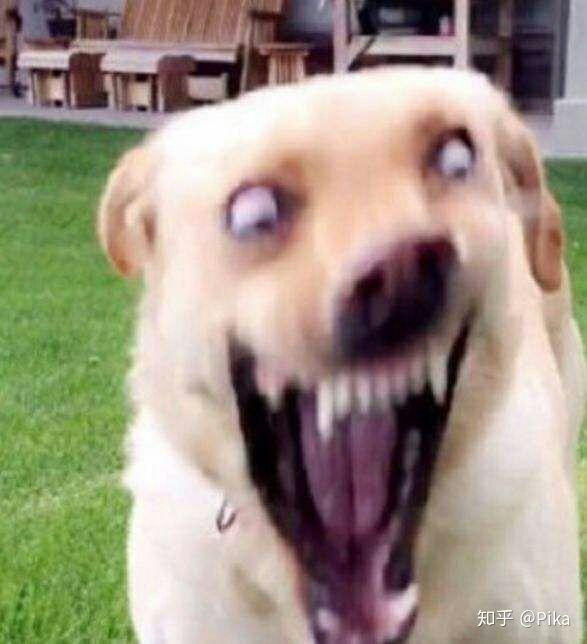 有没有类似于这种的沙雕动物头像