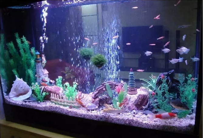 水族箱加些水草居然有那么多的好处 知乎 水族箱加些水草居然有那么多的好处 知乎