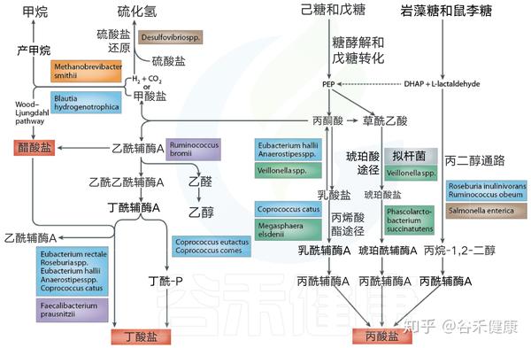 短鏈脂肪酸的產生離不開腸道菌群,而腸道菌群的主要能量代謝