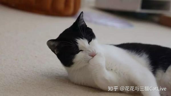 猫咪吃虫瘿果和吃猫薄荷 效果会有什么区别 知乎