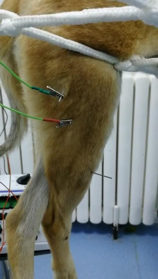 狗狗针灸治疗