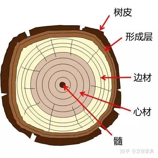 看得懂木材，才做得好家具！ - 知乎