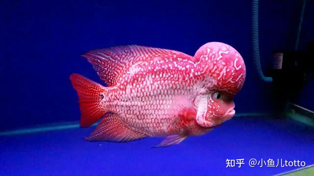 今日份欣赏—罗汉鱼 - 知乎