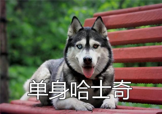 中国单身人口达2亿深圳单身狗数量全国排名第一扎心了老铁