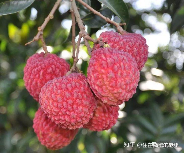 “海南荔枝王” 这就是你要找的超大甜荔枝！ - 知乎