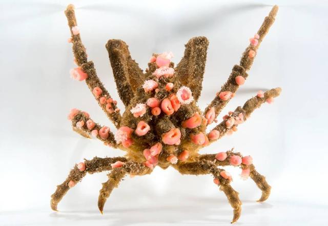 装饰蟹并不指某一种具体的品种,而是蜘蛛蟹总科下一些"时尚达蟹"的