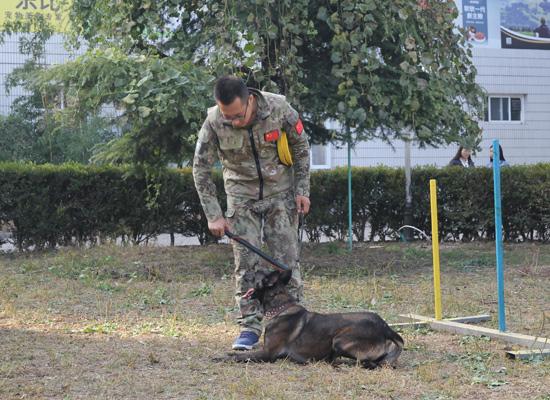 学习训犬师技术的收费标准是怎么样呢