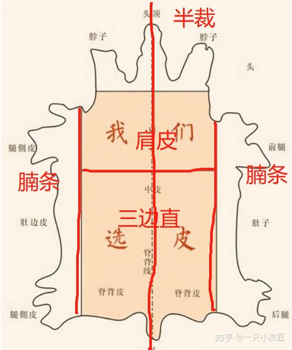 整张,半裁,腩条,肩皮,三边直(另外还有小牛皮和胎牛皮)二,牛皮部位及