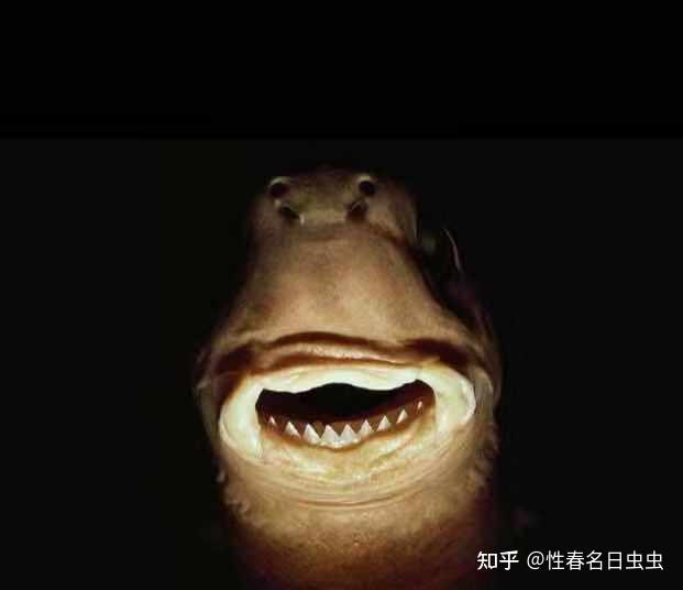 达摩鲨短线操作法用最少时间获取最大收益