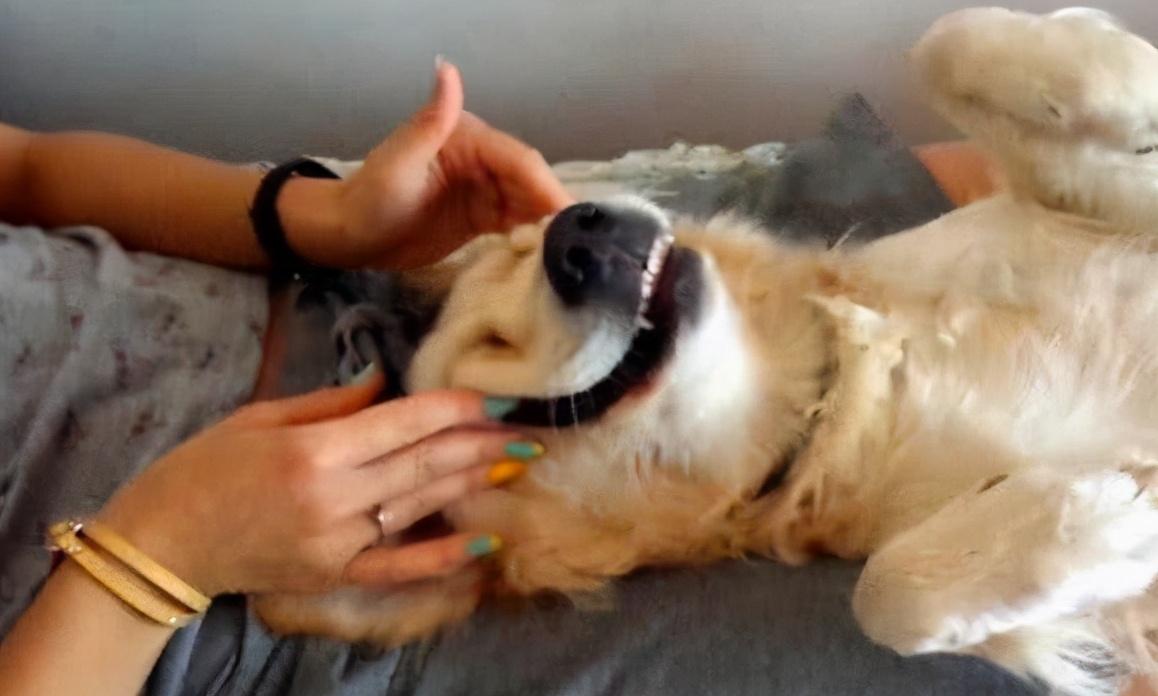 狗喜欢铲屎官从它的肩部顺着背往下摸,给它做按摩,刚开始的时候力道