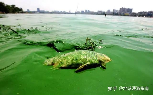 若水體富營養化嚴重(指在人類活動的影響下,水質惡化,魚類及其他生物