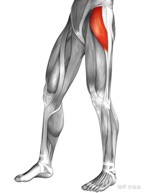 髋关节内旋肌肉图片