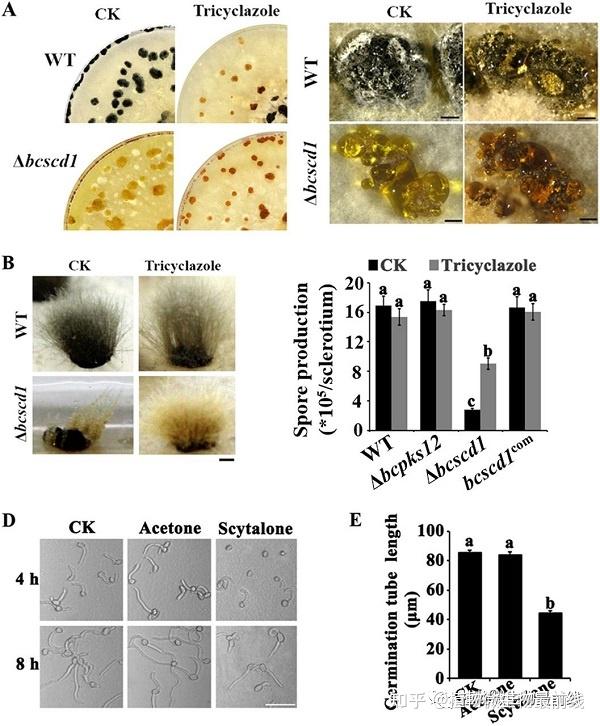 華東師範大學許玲教授課題組發現植物病原真菌黑色素合成的區室化分佈