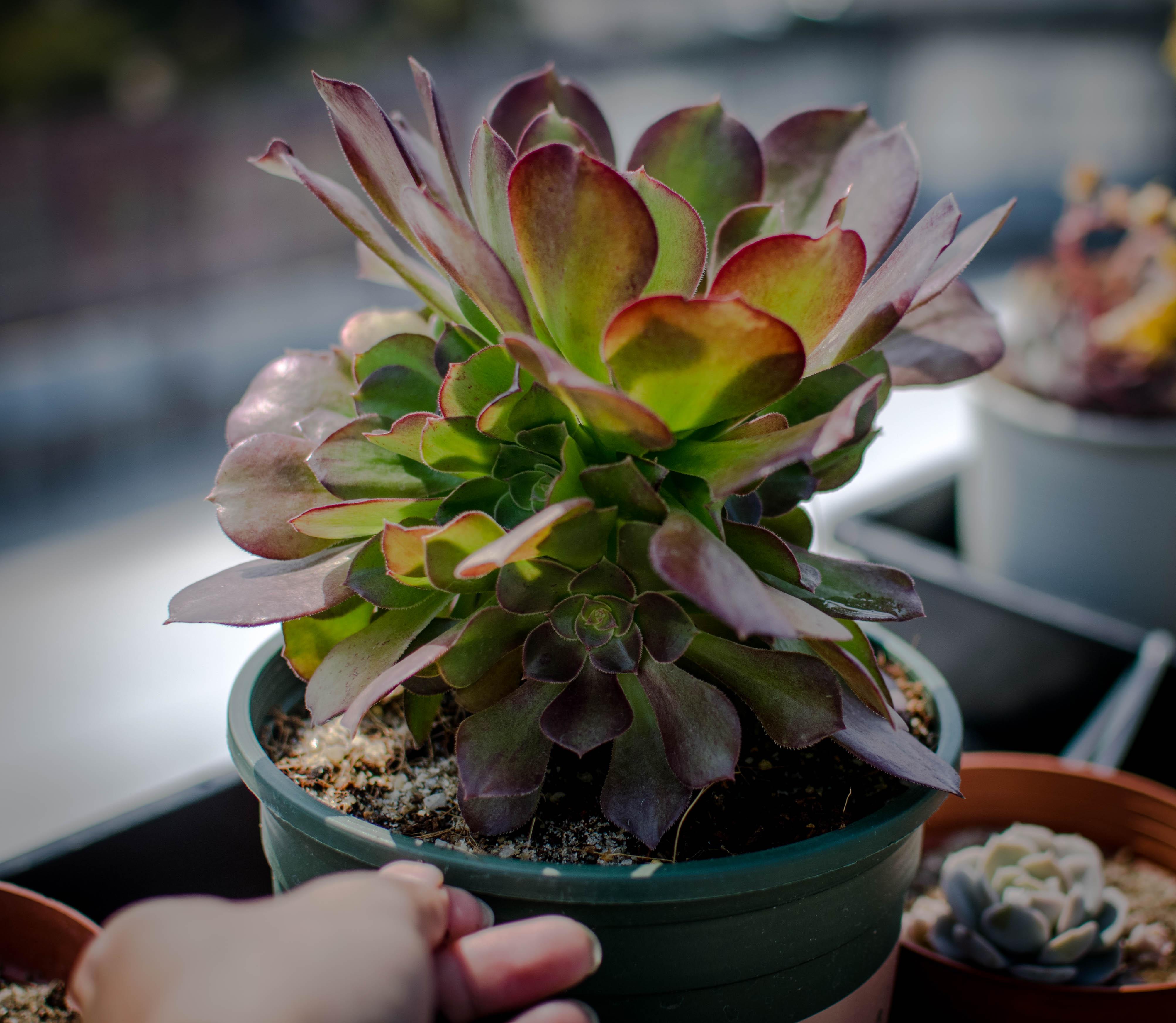 一起来养莲花掌属吧