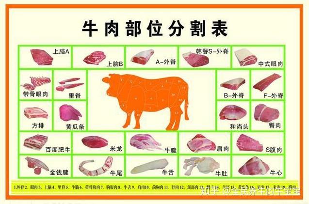 牛肉分布图及吃法图片