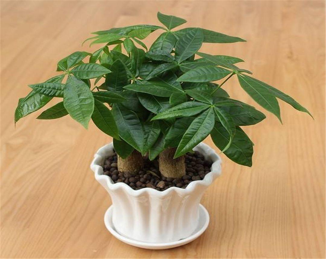招财手花的养殖方法和图片(招财树,招财佛手到底谁最好)插图(3)