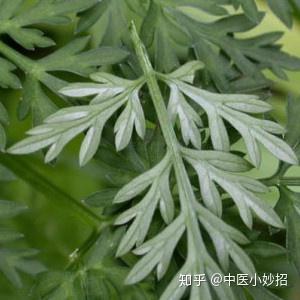 艾草和白蒿的区别 附图片 知乎