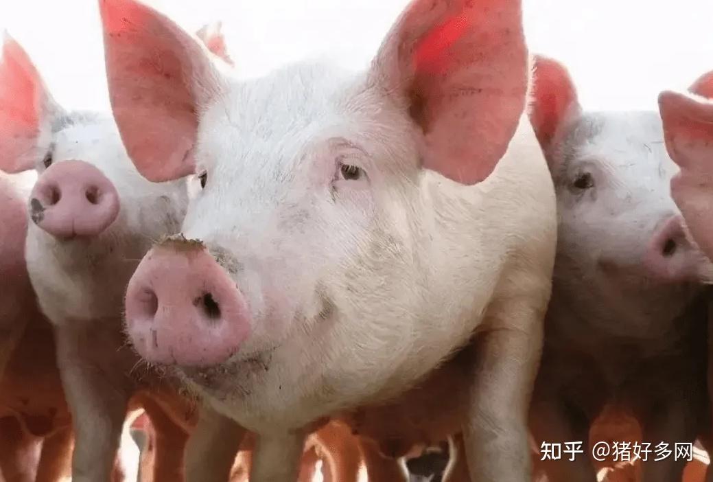 我国猪肉进口锐减65美国养猪巨头亏损加剧关闭61家大型猪场