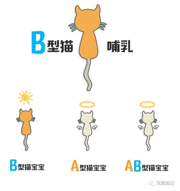 B型血的小母猫可不能找老公 不可触碰的猫血型 知乎