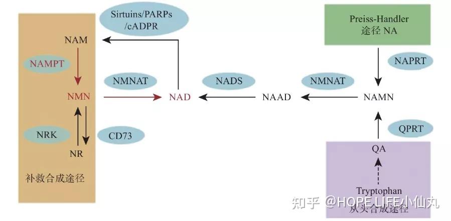 nad的三种合成途径具体是怎样发生的