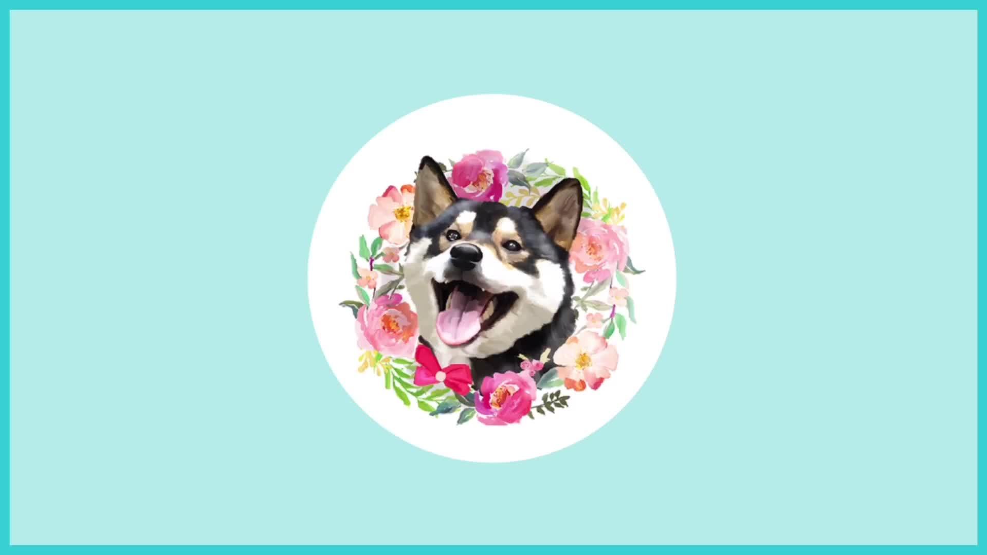 说这是全网剃脚毛最乖狗狗不为过吧柴犬剃脚毛舒服到睡着宠物生活