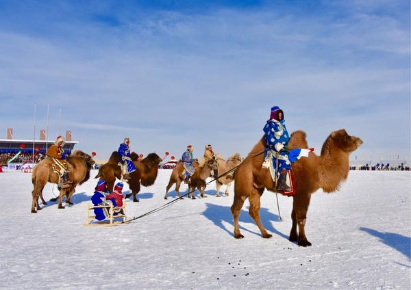 骆驼拉着爬犁参加那达慕盛会