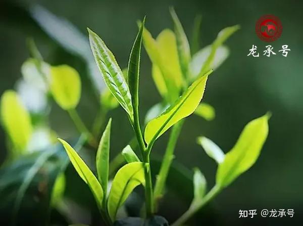 干货 五分钟带你看懂云南大叶种 知乎