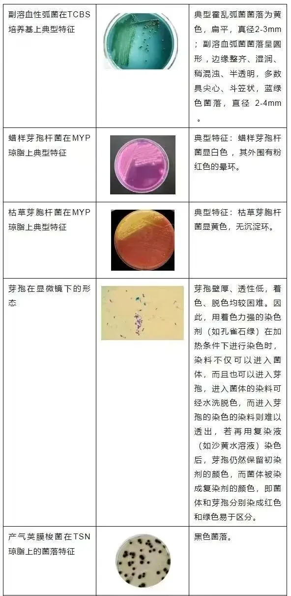 菌落识别图图片