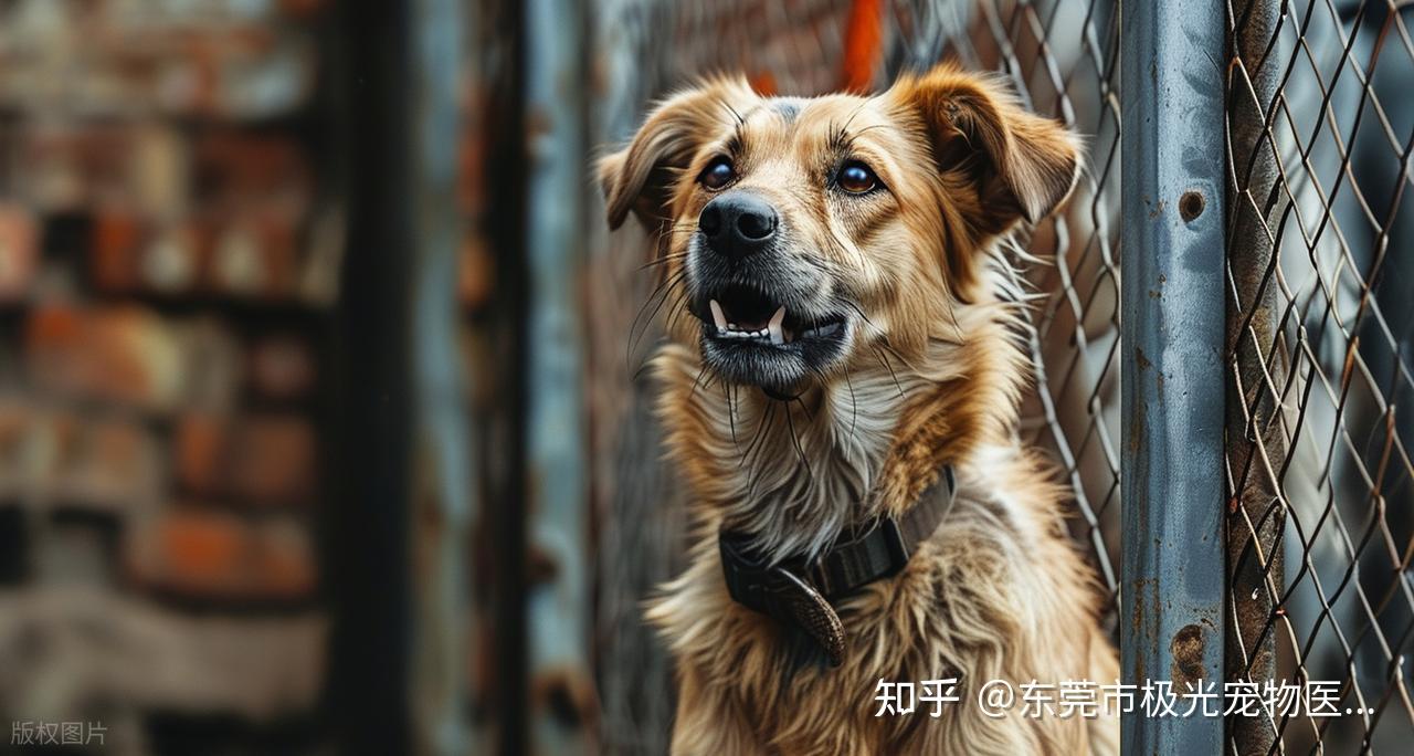 你以为狗在瞎叫?其实它每一声都有话要说 - 知乎