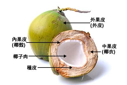 椰子树的种子是在椰子果里面吗 椰子是果实吗 二安网