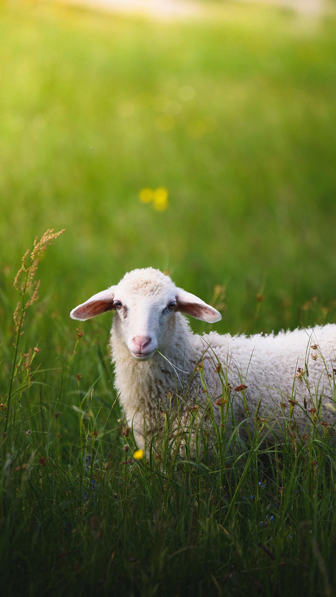 有没有可爱的小羊的壁纸头像也行