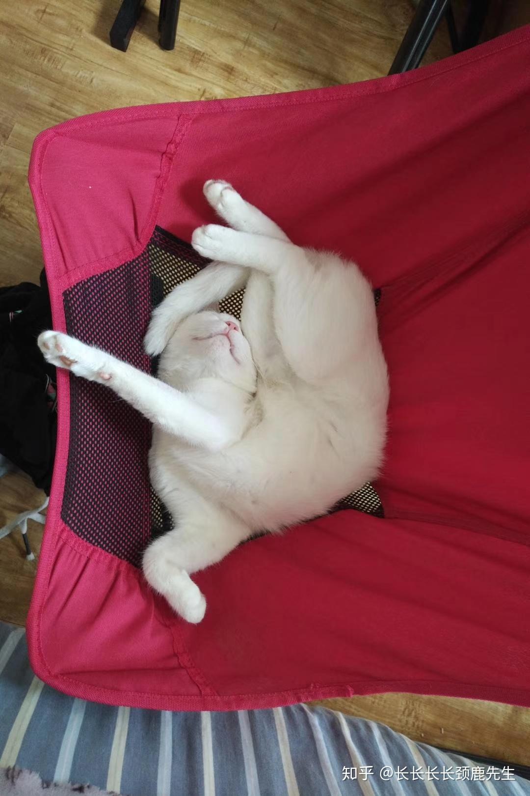 猫咪仰面朝天睡是表达信任了吗