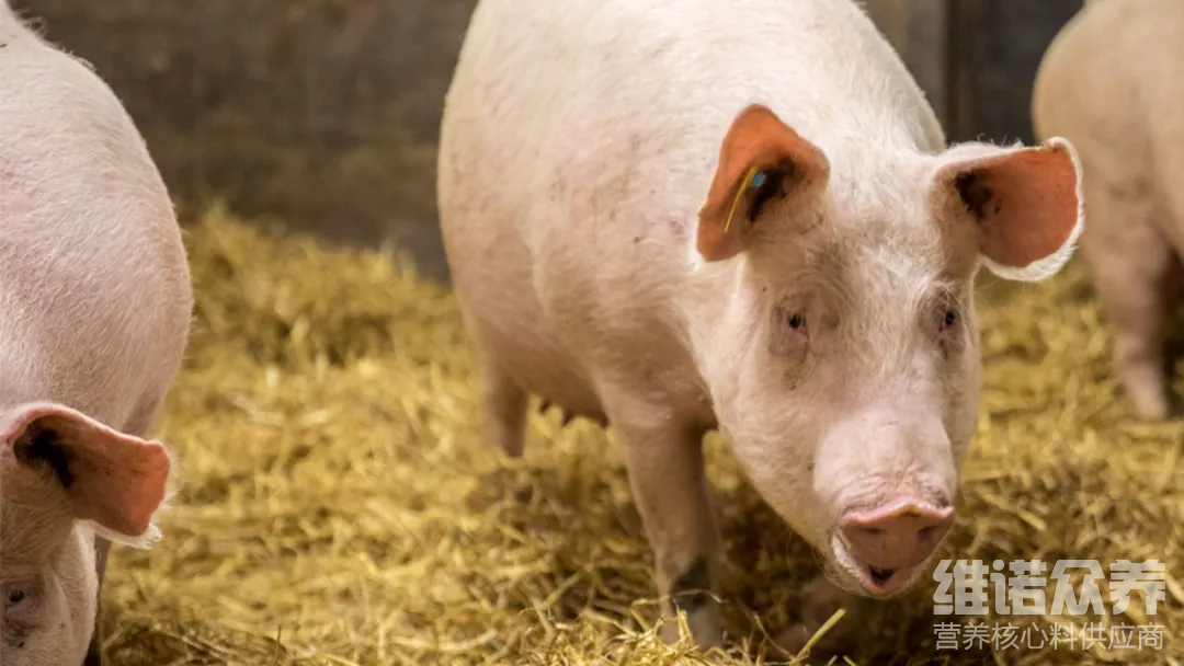 养母猪怎么养,后备母猪各阶段用料配方 - 知乎